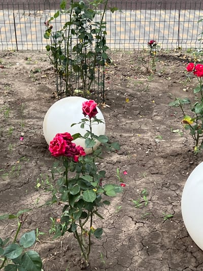 In Belozernyi, Russia, a close-up, eye-level shot captures a garden bed with several rose bushes in bloom. Red roses are the prominent feature, with some fully open and others in bud. The soil is dry and cracked, with scattered green shoots and fallen rose petals. In the background, a metal fence with diamond-shaped openings borders a paved walkway. Two large, opaque white balloons are partially visible in the scene, one in the foreground and another in the background. The lighting suggests it is daytime.