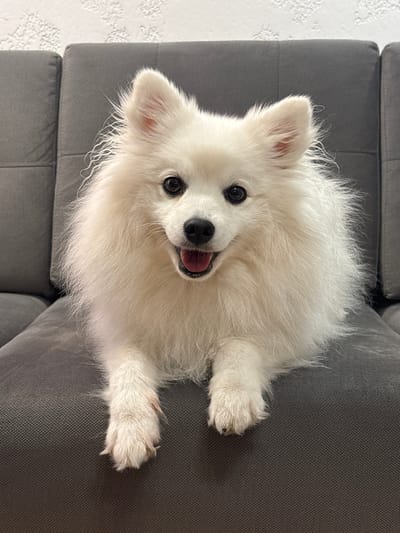 An overhead medium shot captures a fluffy white Japanese Spitz dog lying on a gray sofa. The dog is positioned centrally, looking directly at the camera with its mouth slightly open and tongue visible. Its ears are pointed upwards, and its dark eyes are wide. The sofa's textured gray fabric is visible behind and below the dog, with hints of a textured white wall in the background. The lighting appears to be soft, illuminating the dog's fur and creating subtle shadows on the sofa. The scene is static, with no visible actions or interactions beyond the dog's pose. The location, Novyi Poselok, Russia, provides a general geographic context for this domestic setting.