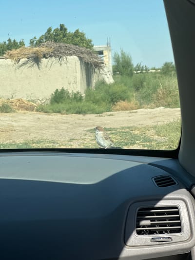 A small brown sparrow is perched on the black trim of a car windshield, looking towards the left. Outside the car, a dusty, unpaved area is visible with sparse green vegetation and a primitive building constructed of mud bricks and straw. The sky is clear and blue. The image appears to have been taken during the daytime. The location is identified as Ikkibolo, Uzbekistan.