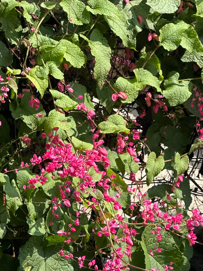 The image shows a cluster of Antigonon leptopus, also known as coral vine, cascading down a wall. The plant features heart-shaped, textured green leaves intermixed with vibrant pink blossoms. The location is potentially Lũng Phìn Commune, Vietnam, given the request. However, this is not possible to verify from the image. The flowers and leaves are densely packed. Behind the foliage, there is a hint of a wall structure in a light color, possibly white. The light suggests that the photograph was taken during the day.