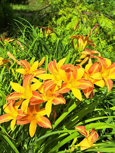The image shows a cluster of bright orange and yellow daylilies in bloom, set against a background of lush green foliage. The flowers are the primary focus, with their petals unfurling and displaying intricate patterns of color. Sunlight filters through the leaves, creating dappled light and shadow effects. The surrounding vegetation appears healthy and vibrant, suggesting a well-maintained garden or natural setting. The scene conveys a sense of natural beauty and tranquility. The image does not depict any people, actions, or interactions. The location in the city of Kalinka, Russia, is not visually discernible from the image itself.
