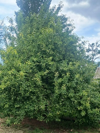 An exterior shot captures a lush, green fruit tree laden with small, unripe green fruits. The tree is dense with foliage, and its branches extend outwards. In the background, a cloudy sky with patches of blue can be seen. To the right, a portion of a stone structure is partially visible, suggesting it might be a fence or a building. The ground below the tree appears to be soil with some dry grass and debris. The location is identified as Karasu, Kyrgyzstan.