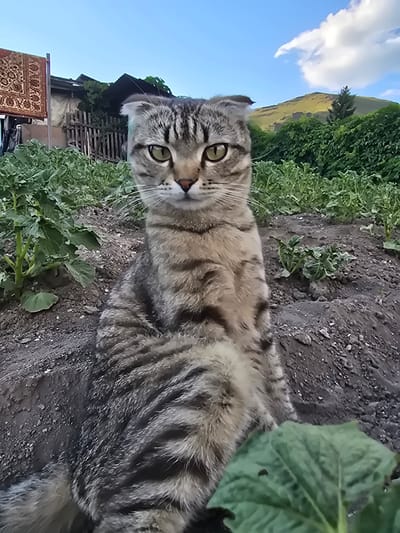 The image depicts a close-up view of a tabby cat with folded ears sitting in what appears to be a garden or farm plot. The cat is positioned centrally in the frame, facing forward with its head tilted slightly. Its fur exhibits a pattern of grey, black, and brown stripes. Behind the cat, there are rows of green plants, likely vegetables, growing in dark soil. In the background, a rustic fence and a building with a corrugated metal roof are visible, along with a large rug hanging on a pole. Further in the distance, a lush green hillside is illuminated by sunlight under a partly cloudy blue sky. The overall scene suggests an outdoor rural or semi-rural setting, possibly in the city of Serebriansk, Kazakhstan, given the characteristic landscape of the region. There are no people or any actions or interactions occurring in the image.