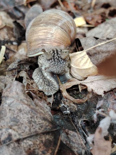 A close-up, eye-level shot shows a Roman snail (Helix pomatia) in its natural habitat. The snail is positioned in the center of the frame, its shell a light brown, spiral-shaped structure. Its head is extended, with two pairs of tentacles visible. The upper, longer tentacles have small, dark eyespots at their tips. The snail's body is a pale, mottled gray, with a textured, granular surface. It appears to be slowly moving across a bed of fallen leaves.
The surrounding environment is composed of dry, decaying leaves in various shades of brown and tan, with some interspersed twigs and a hint of dark, moist soil or detritus. A few lighter-colored leaves are also visible, one of which is partially curled. The overall impression is one of a woodland floor or garden in autumn or early winter. The lighting is subdued, suggesting an overcast day or a shaded area, and the focus is sharpest on the snail's head and shell, with the background softly blurred. There is no visible text in the image. The location context indicates Balyko-Shchuchynka, Ukraine.