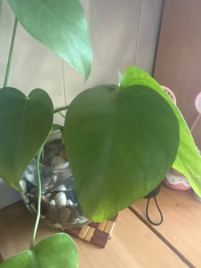 A close-up indoor shot shows a Monstera plant with large, heart-shaped leaves. The plant is partially submerged in a clear glass vase filled with small, light-colored stones and water. A thin, green stem extends upwards, supporting the leaves. The plant is positioned on a wooden surface, possibly a table or shelf. In the background, a light-colored wall is visible, with a brown vertical element on the right. A small, pink object with white circular markings is partially visible in the far right background. The lighting suggests an indoor environment, possibly with natural light from a window. The scene is located in the city of Metsamor, Armenia.