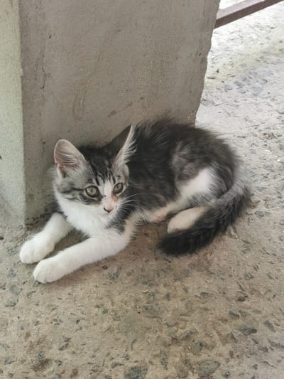 The media file is a photograph of a young, fluffy kitten lying on a concrete surface. The kitten is predominantly white with patches of black and grey tabby markings on its back, head, and tail. Its eyes are a striking green, and its gaze is directed slightly to the left of the camera. The kitten's front paws are extended forward, and its hind legs are tucked underneath.
The background consists of a rough, grey concrete wall or pillar to the left of the kitten, and a lighter grey concrete ground beneath it. The ground has a textured appearance with small pebbles and debris embedded in it. In the upper right portion of the image, a metallic structure, possibly part of a fence or railing, is visible.
The lighting suggests it is daytime, likely outdoors, given the natural light and the outdoor setting cues. The kitten appears calm and relaxed, resting against the concrete structure. There is no visible text in the image. The scene is likely in Carbuna, Moldova, as indicated by the location context.
