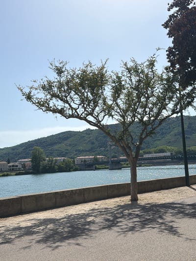 The image captures a sunny day by the Rhône River in Mercurol-Veaunes, France. In the foreground, a lone tree with a spreading canopy casts intricate shadows on a paved walkway. The tree's trunk is slender and light-colored, and its branches are bare in some areas, revealing a delicate, intricate structure. The walkway transitions to a textured, gravelly area bordered by a low, grey concrete wall. Beyond the wall, the Rhône River shimmers under the bright sun, its surface reflecting the clear blue sky. In the middle ground, a long, dark bridge spans the river, with a faint structure of a suspension bridge visible in the distance. Along the riverbank, a line of buildings with terracotta roofs and white facades is nestled amongst green trees. The background is dominated by a lush green hillside, terraced with vineyards, indicative of the region's viticultural landscape. The sky is a pale, cloudless blue. The overall scene is serene and evokes a sense of a peaceful riverside promenade on a warm day.