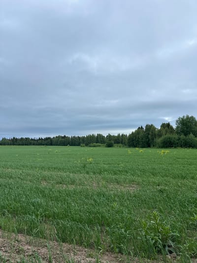 A wide, green field stretches towards a dense line of trees in the distance. The sky above is overcast with a uniform grey cloud cover. The field is planted with a uniform crop of grass or grain, with some scattered yellow wildflowers visible in the mid-ground. The ground in the foreground is dry earth with some sparse vegetation. The scene is a rural landscape, consistent with the location of Shul'dikha, Russia. There are no people or animals visible in the image.