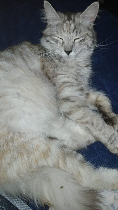 A fluffy, grey and white tabby cat with its eyes closed is lying on a dark blue surface. The cat is positioned diagonally in the frame, with its head in the upper right quadrant and its body extending towards the lower left. The cat's fur is long and appears soft. The background is a plain, dark blue textured fabric. There are no people visible in the image. The scene appears to be indoors. The image does not contain information about the city of Kolyvan, Russia.