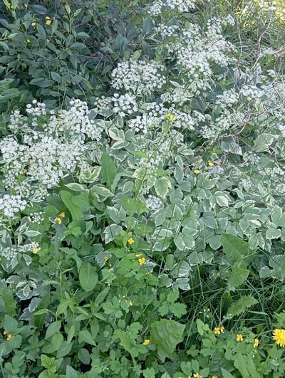 The image depicts a dense growth of various plants, primarily green foliage with clusters of small white flowers and scattered yellow flowers. In the upper right portion of the image, a chain-link fence is visible, interwoven with the vegetation. The scene appears to be an outdoor, natural setting, likely a garden or a wild area within the city of Yanaul, Russia. There are no people or animals present. The lighting suggests it is daytime. The overall impression is one of lush, untamed greenery.