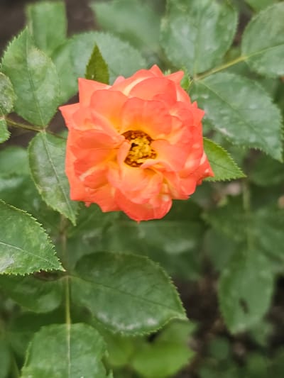 A close-up, eye-level shot captures a vibrant orange rose with yellow accents in its center, surrounded by lush green foliage. The rose is the primary subject, positioned slightly off-center to the right. Its petals are layered and unfurling, revealing a textured yellow stamen within. The surrounding leaves are a deep green, with some showing signs of powdery mildew, suggesting an outdoor garden environment. The background is a soft blur of more green leaves and dark soil, indicating a natural setting. The image is well-lit, with natural light highlighting the rose's colors and textures. The composition focuses on the delicate beauty of the flower. The provided location details suggest this scene is within the city of Chong-Aryk, Kyrgyzstan.