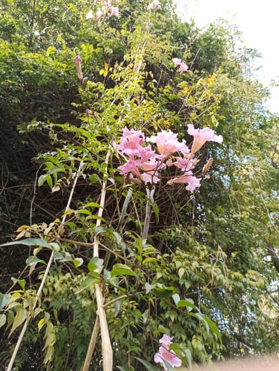 A low-angle, full shot captures a cluster of pale pink, trumpet-shaped flowers with yellow centers, suspended from a vine-like plant. The plant's thin, woody stems and numerous green leaves are visible, some of which have begun to yellow and dry. These elements are set against a backdrop of dense green foliage, which appears to be part of a wall of greenery, possibly a hedge or overgrown garden. Sunlight filters through the leaves, creating highlights and shadows. The overall impression is one of nature's vibrancy and growth. The image was taken in Randburg, South Africa.