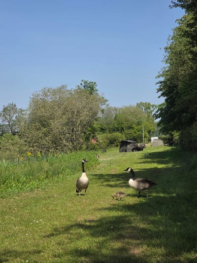 The image shows a grassy area in Epping Forest, United Kingdom, with two adult Canada geese and one gosling. A patch of trees is visible on the left, with a clear blue sky overhead. Further in the background, camping equipment is visible. The camera angle is tilted to the right.