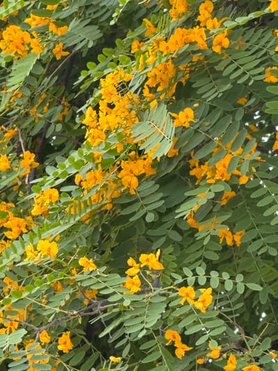 The image is a close-up, downward-facing view of a tree branch laden with vibrant yellow flowers and green leaves. The flowers are clustered together, some appearing more open and delicate than others, with multiple petals. The leaves are compound, with many small, oval-shaped leaflets arranged along stems, giving the foliage a feathery appearance. The background is a blur of darker green and shadowy areas, suggesting the density of the tree's canopy.

The scene is likely outdoors during daylight, given the brightness and natural light illuminating the flowers and leaves. The image captures a moment of natural beauty, focusing on the blooming foliage of the tree. There are no people or man-made objects visible. The overall impression is one of abundance and the lively color of the spring or summer season. The location context of Benirredrà, Spain, suggests this could be a common flowering tree in that Mediterranean region. No text is visible in the image.