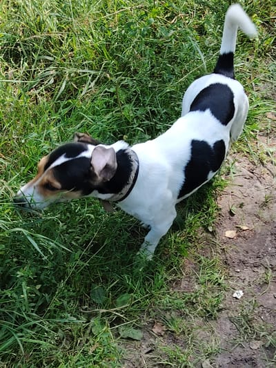 A black and white dog with tan markings on its head is sniffing grass in a grassy area, likely outdoors. The dog is wearing a dark collar with silver studs and a brown tag. The background consists of dense green grass and patches of dry soil. The scene appears to be a natural outdoor setting, possibly a park or a yard, located in Чарацянскі сельскі Савет, Belarus.
