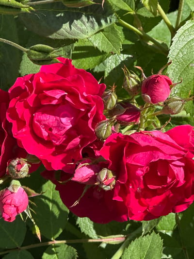 A close-up, top-down view of several bright red roses and rosebuds against a backdrop of green leaves. The roses have deeply layered petals, and some appear to have water droplets on them. The lighting suggests a sunny day, casting shadows on the leaves. The image was taken in Pakonys, Lithuania. There are no people or actions depicted.