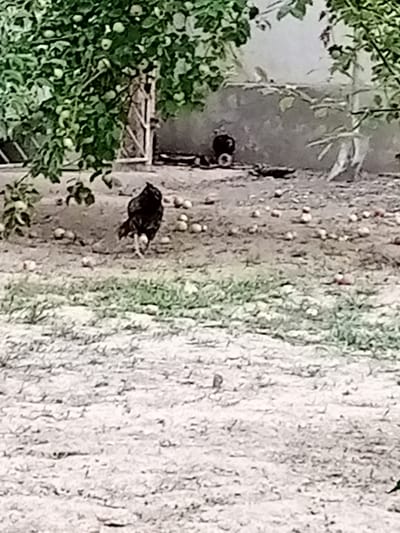 A black chicken with white legs is standing on a dirt path. Scattered on the path are fallen fruit, possibly apples. In the background, there is a stone wall and a tree with green leaves and more fallen fruit. Another dark-colored bird, possibly a pigeon or another chicken, is visible near the wall. The scene appears to be an outdoor area, likely a yard or garden, in Ması, Kyrgyzstan.
