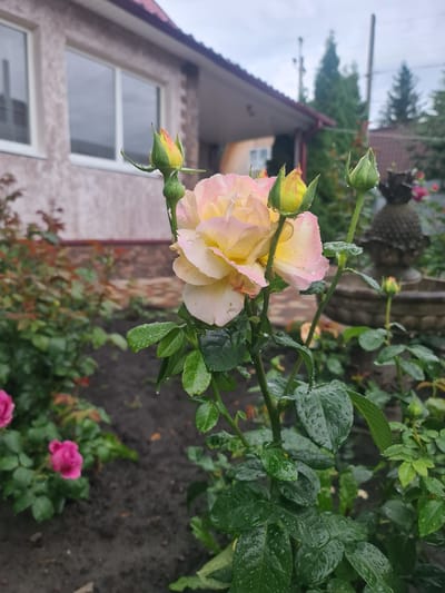 A close-up, eye-level shot focuses on a cluster of blooming roses in the foreground, with a blurred background depicting a house and garden. The roses are a mix of pale yellow and pink, with some buds also visible. Water droplets are visible on the petals and leaves, suggesting recent rain. In the mid-ground, a portion of a house with light-colored stucco and dark-framed windows is visible, along with some greenery and a decorative garden ornament. The overall scene suggests a garden setting in a residential area. There are no people or animals present. The image appears to have been taken outdoors on a cloudy day.