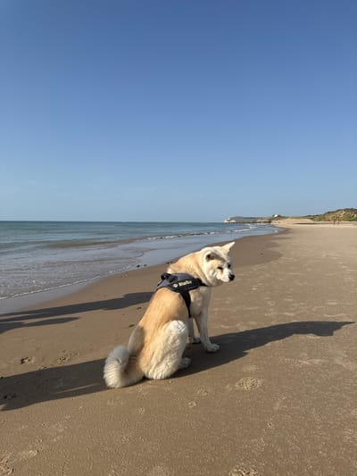 A light-colored dog, possibly an Akita, is sitting on a sandy beach. The dog is wearing a dark blue harness with white lettering that reads "Sholka". The dog is looking towards the right of the frame, with its head tilted slightly up. The beach stretches out in front of the dog, with gentle waves lapping at the shore. The water is a clear blue, and the sky is a bright, cloudless blue, suggesting a sunny day. In the background, there are some distant figures on the beach and a sandy cliff face. The scene appears to be in Wissant, France, given the location context. The lighting and long shadows suggest it is either early morning or late afternoon. The dog's posture and the overall ambiance of the image evoke a sense of peace and tranquility.