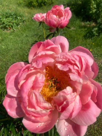 A close-up, high-angle shot focuses on a blooming pink peony flower in a garden. The peony, with its delicate, layered petals, is the primary subject, with dew drops glistening on its surface. In the background, another partially visible peony and lush green grass are present. The image appears to be taken in a natural setting, possibly a residential garden. The location in Kostiunino, Russia, is not directly evident from the visual elements alone. The scene is peaceful and highlights the beauty of the flower.