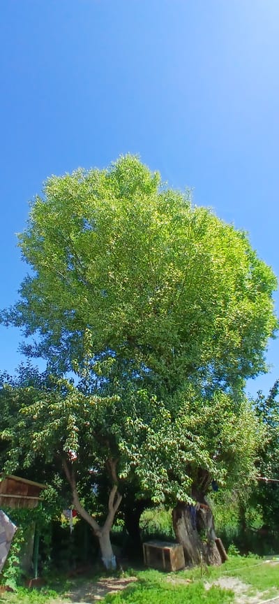 A large, leafy tree with vibrant green foliage stands tall against a clear, bright blue sky. The tree's canopy is full and rounded, with sunlight filtering through the leaves, creating a dappled effect. At the base of the tree, the trunk is thick and substantial, with some visible roots. To the left of the main tree, a smaller tree with lighter bark is visible, its branches extending outwards. In the background, there is dense green vegetation, suggesting a natural or park-like setting. The ground appears to be covered with grass and some dirt pathways. There are also some wooden structures or objects partially visible near the base of the trees, one of which resembles a wooden box or cage. The overall scene depicts a serene outdoor environment on a sunny day. This location is the city of Mihaylovka, Kyrgyzstan.