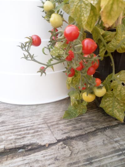 The image shows a close-up of a tomato plant with several ripe red cherry tomatoes and some unripe yellow ones. The plant is in a pot that is partially visible, and the background is mostly white, suggesting an indoor setting or against a light-colored wall. The plant is positioned on a weathered wooden surface, likely a table or deck, with visible cracks and grain in the wood. There are no people or animals present in the image. The lighting appears natural, casting subtle shadows. The location in the city of Первомайская, Russia is not discernible from the visual information provided in the image.