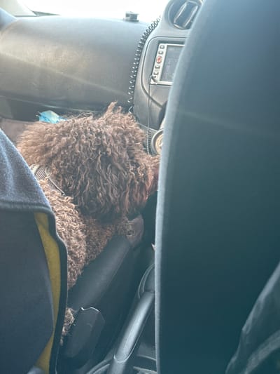 This image depicts a dog lying down inside a car. The dog has curly brown fur and appears to be resting. It is partially obscured by a dark gray car dashboard and a blanket or car seat cover that is dark blue with a yellow stripe. The car's interior is visible, including a vent on the left side and a car stereo system with buttons and a small screen. Some wires are visible near the stereo. A small blue object, possibly a toy or tag, hangs from the dog's collar. The lighting suggests it is daytime, and the interior of the car is somewhat dusty. The scene appears to be within a vehicle, implying travel or a waiting period. There is no visible text in the image.