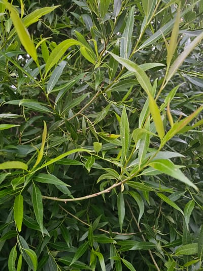 A close-up, eye-level shot of lush green foliage in Mäntsälä, Finland. The image is dominated by the overlapping leaves and thin branches of what appears to be a willow tree. The leaves are elongated and pointed with serrated edges, varying in color from a bright, almost lime green on newer growth to a deeper, darker green on older leaves. Some leaves are gently curved, while others are straighter, creating a dense, textured canopy. The lighting suggests an overcast day, with diffused light illuminating the leaves without harsh shadows. The overall impression is one of natural abundance and vibrant plant life. No people or man-made objects are visible.