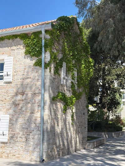 The image shows a stone building in Meljine, Montenegro. The building is covered in ivy and has white window shutters. A gray gutter runs horizontally along the side of the building. The sky is blue and clear. A tree with soft, thin leaves is in the upper left. Other trees are visible behind the building. A sidewalk with shadow patterns from the trees is in the background on the right side.
