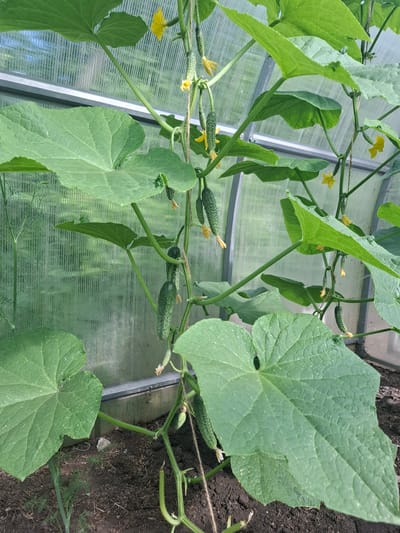 In a greenhouse in Прибрежный ауылдық округі, Kazakhstan, a cucumber plant is being cultivated. The plant, supported by twine, has large green leaves and several developing cucumbers. Yellow flowers are also visible on the plant, indicating ongoing growth and pollination. The greenhouse structure, made of translucent corrugated plastic, forms the background, with glimpses of vegetation and the sky visible through it. The ground beneath the plant is dark soil.