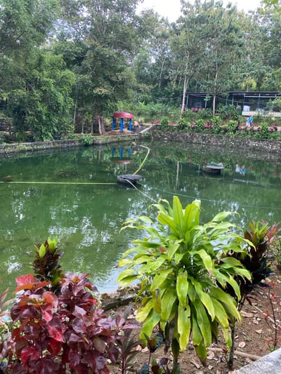 The image shows a pond in Kecamatan Manyaran, Indonesia (latitude: -7.826, longitude: 110.816). The pond is surrounded by lush greenery, including tall trees and various plants. In the foreground, a large green plant with long leaves stands prominently to the right of a smaller plant with deep red leaves. The pond is filled with clear, green water and a few leaves floating on its surface. A blue and red structure, possibly a gazebo, can be seen in the background, behind the pond. There are several small rocks and a few wooden planks around the edge of the pond. The scene appears to be in a peaceful natural setting.