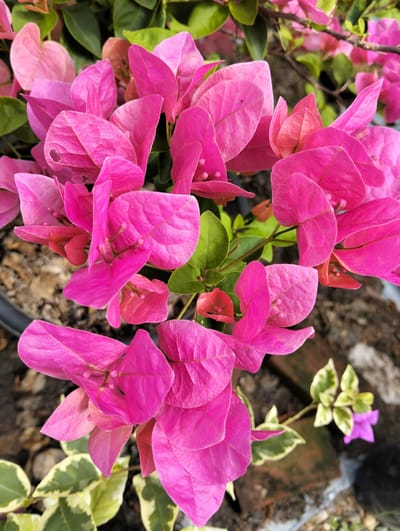 The image shows a close-up view of bright pink bougainvillea flowers and green leaves, with hints of soil and dark potting material in the background. The flowers are vibrant and in focus, with some appearing to have slight imperfections like small holes or tears in their petals. To the lower right, a small cluster of variegated green and yellow leaves is visible, alongside a single, tiny purple flower. The lighting suggests an outdoor setting, possibly a garden or nursery. The image does not provide any information about the city of Cotseurani, Indonesia, nor does it depict any people, actions, or interactions.