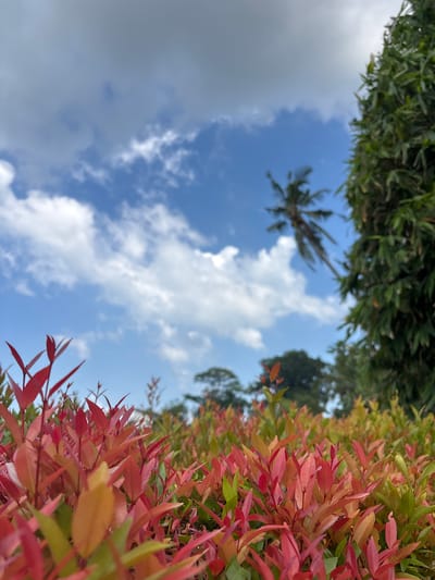 Captured from a low angle in Cemagi, Indonesia, the image presents a view upwards towards the sky. The upper and right portions of the frame are occupied by foliage: dense green trees above and a vibrant red-leaved plant to the right. The central area reveals a blue sky interspersed with scattered white clouds, with a solitary palm tree visible in the distance. The overall composition contrasts natural elements.