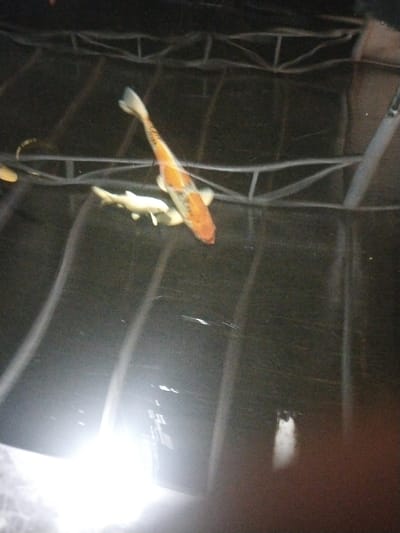 The image depicts an aquatic enclosure located in Blang Mee Timur, Indonesia. The precise address or specific area within the city is not discernible from the visual information. The scene features a large orange, white, and black patterned Koi fish, positioned diagonally in the upper-mid section of dark water. A smaller, pale yellow or white fish is situated to the lower left of the Koi. A partial view of a slender, striped fish is visible on the far left. Above the water, a grey structural framework, consistent with roof supports or an enclosure, spans the upper portion of the frame. A bright artificial light source in the bottom-left quadrant creates significant glare on the water's surface, obscuring details in that area. No human subjects, their actions, or specific interactions between the fish are visually apparent. The environment suggests an indoor or covered setting.