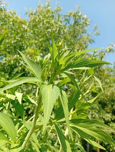 A close-up, upward-angled shot captures a vibrant green plant with long, slender leaves and unopened buds against a bright blue sky. The plant is in focus in the foreground, with lush green foliage and branches creating a sense of depth. In the background, out-of-focus trees and foliage suggest an outdoor setting, possibly a garden or natural area. The lighting indicates a sunny day. The image appears to be taken in Yerzhovo, Moldova, where such flora is common during warmer months.