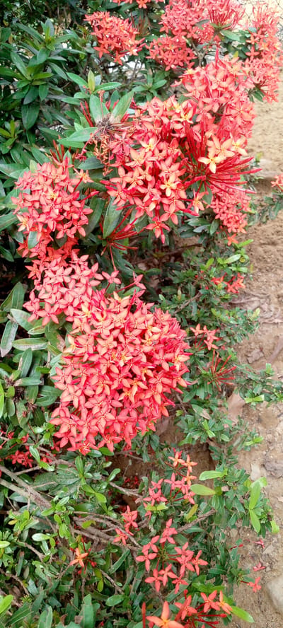 A close-up, vertical shot shows a cluster of vibrant red Ixora flowers with green foliage and a sandy dirt path in the background. The Ixora flowers are in full bloom, with many small, star-shaped blossoms forming dense clusters. The foliage is a deep green, providing a stark contrast to the bright red of the flowers. The path is dry and dusty, with some scattered leaves. The lighting suggests it is daytime, possibly mid-morning or late afternoon, given the soft, diffused light. The image appears to be taken outdoors in a garden or natural setting, with no people or man-made structures visible besides the path. It is plausible that this scene is located in Uleemeuria, Indonesia, given the tropical flora.