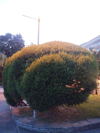 This media file depicts a large, spherical evergreen bush, possibly a yew or juniper, expertly pruned into a rounded shape. The bush is a vibrant dark green with touches of yellow or light green foliage on its upper portions, possibly indicating new growth or sunlight hitting the needles. It is situated on a grassy area, bordered by a low stone wall and a paved walkway or sidewalk.
In the background, a lamppost with a light fixture is visible, extending horizontally to the left. To the right of the bush, a building with multiple windows and a light-colored facade can be seen, suggesting an urban or suburban setting. The sky is bright and appears overcast or hazy, indicating it could be daytime, possibly late afternoon or early morning given the warm tone of the light on the bush. The lighting suggests it is not the middle of the day.
There are no people visible in the image. The overall scene is peaceful and manicured, highlighting the striking shape of the pruned bush. The location context provided is Muralto, Switzerland. No text is visible in the image.
