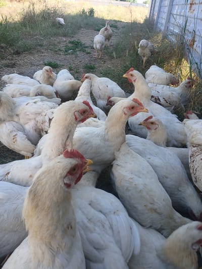 This media file is a photograph depicting a group of white chickens in an outdoor setting. The chickens are clustered together, with many of them facing the camera. Their feathers are predominantly white, with some showing faint brown speckling. The ground is covered in dry grass and dirt. In the background, a portion of a translucent or light-colored structure, possibly a greenhouse or shed, is visible, along with some taller green vegetation. A few of the chickens are looking directly at the viewer, their red combs and wattles clearly visible. The scene appears to be in a rural or agricultural environment. The lighting suggests it might be daytime, possibly sunny, given the brightness and shadows. There are no people or visible text in the image. The overall impression is of a farm or poultry yard.