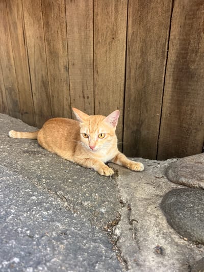 A ginger cat lies on a textured gray surface in front of a wooden fence. The cat is facing the camera, with its body elongated and its front paws extended. Its eyes are open and appear yellow. The wooden fence behind the cat is composed of vertical planks of varying shades of brown. The ground the cat is lying on is rough and appears to be stone or concrete. There are several large, smooth, dark gray stones to the right of the cat. The scene is outdoors and appears to be in a natural or semi-natural setting. The location is Vĩnh Hải, Vietnam.