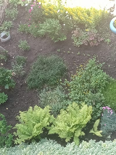 The image shows a garden bed with a variety of plants. In the foreground, there are two lush green ferns. Behind the ferns, there are smaller green plants, and some with delicate pink flowers. Further back, there are more plants with yellow flowers and some with purple leaves. The ground is dark soil, and a light-colored pot is visible on the left side. The scene appears to be a well-maintained garden. It is not possible to determine the exact location within Zhovti Vody, Ukraine from the image alone.