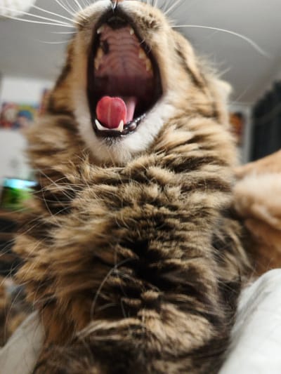 A close-up, low-angle, medium shot captures a tabby cat mid-yawn. The cat's mouth is wide open, revealing its pink tongue and sharp white teeth. Its whiskers are prominent, fanning out from its muzzle. The background is blurred, showing hints of household items like framed pictures on a wall and a dark, out-of-focus background. The cat's fur is detailed with brown and black stripes. The overall impression is of a candid, intimate moment with the animal. The image does not contain any information to suggest it is located in Morąg, Poland.