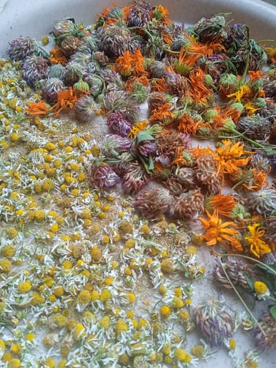 The image shows a close-up, overhead view of a collection of dried flowers and herbs arranged on a light-colored, textured surface, possibly a tray or a table. The subjects are primarily dried flowers, with distinct sections of different types.
In the lower left and extending upwards, there is a large quantity of small, daisy-like flowers with yellow centers and white petals. Interspersed with these are numerous tiny, dry seeds or small plant fragments.
To the right of the chamomile-like flowers, and filling the upper and right portions of the image, are dried flower heads and buds in various shades of purple, brown, green, and bright orange. Some of these appear to be clover blossoms, characterized by their spherical shape and dried, papery petals in purples and muted tones. There are also some dried orange flowers with more distinct petal shapes, possibly calendula or marigold. Scattered amongst these are dried green buds and stems.
The overall impression is of a collection of dried medicinal herbs or flowers prepared for use, perhaps for teas or other remedies. The lighting suggests an indoor setting or an overcast day, as there are no strong shadows. The arrangement is somewhat chaotic, with the different types of dried plant matter mixed together. There is no text visible in the image. The location context is Karnaukhivka, Ukraine, but this specific setting does not provide any visual cues within the image itself. The activity appears to be the drying and preparation of flowers and herbs.