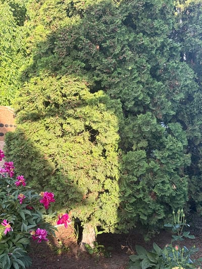 This is a daytime outdoor photograph of a dense evergreen tree, possibly a cypress or cedar, with branches full of small, conical seed structures. To the left of the evergreen, a cluster of bright pink peony flowers is in bloom, with their petals unfurling. The ground is covered with dark soil and some scattered dry leaves. Sunlight casts dappled shadows across the scene. The image is captured at a slight angle, focusing on the textures and colors of the foliage and flowers. The scene appears to be from a garden or yard. No people or animals are visible in the image. The location is specified as Sovkhoza "Razdol'e", Russia.