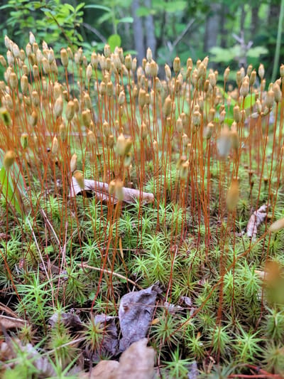 In Saint-Alban, Canada, a close-up, eye-level view captures a dense cluster of moss sporophytes, also known as "capsules," emerging from a carpet of vibrant green moss. The sporophytes, appearing as numerous slender, reddish-brown stalks topped with elongated, light brown capsules, dominate the foreground. These stalks vary in height, creating a textured, vertical pattern against the softer green background of the moss. Scattered among the sporophytes and the moss are a few dried leaves and debris, suggesting a natural forest floor environment. The background is softly blurred, showing hints of green foliage and tree trunks, indicating that this scene is situated within a wooded area. The lighting appears natural, with a slightly diffused quality, highlighting the delicate structures of the moss and sporophytes. There are no people or animals visible in the image.
