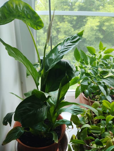 A close-up, eye-level shot shows a collection of houseplants on a windowsill in Drezna, Russia. The plants are lush and green, with large, dark leaves dominating the foreground. One plant in the center has a single, white spathe emerging from its leaves, indicating it is a peace lily. To the right, another plant with smaller, lighter green leaves is visible, and it appears to have small white flowers. The plants are in terra cotta pots. The windowsill looks out onto a blurred background of green foliage, suggesting trees or bushes outside. The lighting is natural, coming from the window, which is partially covered by a mesh screen.