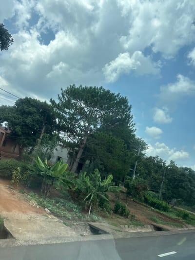 The image shows a roadside scene with lush vegetation and a clear blue sky filled with white clouds. A tall pine tree with dense green needles stands prominently in the center, to its left is a cluster of banana plants with large, broad leaves. Behind the vegetation, a building with a light-colored facade and some brickwork is visible, partially obscured by trees. Power lines crisscross the upper portion of the frame, supported by utility poles. The foreground features a concrete drainage channel and a dirt embankment leading up to the trees. The road surface in the lower part of the image appears to be asphalt, with a white line marking. The overall impression is a semi-rural or suburban area with a vibrant natural landscape.