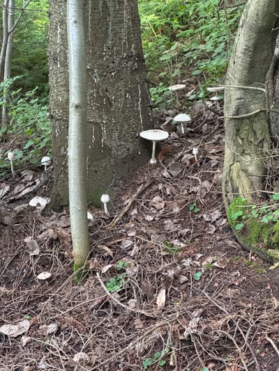 The image captures a forest floor scene in the city of Lyady, Russia. The ground is covered in fallen leaves, pine needles, and twigs. Several mushrooms with white caps and stems are scattered amongst the debris, appearing to grow near the base of two large trees. One tree trunk in the foreground has a lighter-colored, vertical sapling growing close to it. In the background, dense green foliage and other trees are visible. The lighting suggests it is daytime.