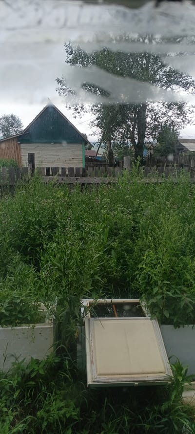 The image captures a cloudy day scene in Alexandrovsky Zavod, Russia, viewed through a wet surface, possibly a window. In the foreground, overgrown green vegetation, including tall grass and small flowering plants, dominates the lower half of the frame. A light-colored, square object with a raised, textured surface, resembling a lid or a panel, rests on the ground amidst the greenery. Behind the vegetation, a weathered wooden fence with vertical planks runs horizontally across the midground. Beyond the fence, a wooden house with a dark green gabled roof and light-colored siding is visible. Several trees with dense foliage are scattered throughout the background, and other residential structures can be glimpsed further in the distance. The sky is overcast and appears grey and diffused.