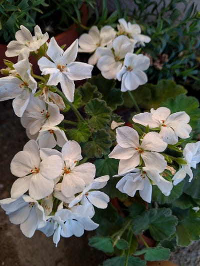 This is a close-up, eye-level, medium shot of a cluster of white geranium flowers in full bloom. The flowers have five petals each, with delicate orange stamens visible in the center of some. The petals are slightly ruffled and appear soft. The background is a mix of dark green foliage, the leaves of the geranium plant, and a blurred brown surface that could be soil or a pot.
The lighting suggests it is daytime, possibly late afternoon due to the warm tone of the light. There is no visible text in the image. The scene is peaceful and natural, focusing on the beauty of the flowers. The image was taken in Tenevo, Bulgaria.