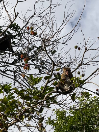 A monkey is perched on a tree branch, looking down and eating something. The monkey has light brown fur with darker accents on its face and back. It is mostly hidden behind branches, but its face and hands are visible. Several thorny, round fruits, possibly rambutan, are scattered on the branches. The sky is overcast and white. The tree is leafy in some areas and bare in others, with thin, dark branches. The image is taken from a low angle, looking up at the monkey and the sky. The setting appears to be a natural, outdoor environment, likely a tropical location given the presence of the monkey and rambutan fruits. The time of day is not clearly discernible due to the overcast weather. There is no visible text in the image.